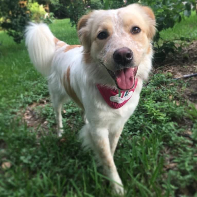 Wendy, a Great Pyrenees and American Pit Bull Terrier mix tested with EmbarkVet.com