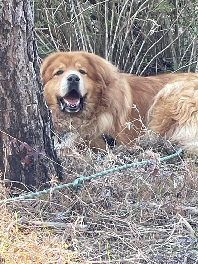 Hagrid, a Great Pyrenees and Rottweiler mix tested with EmbarkVet.com