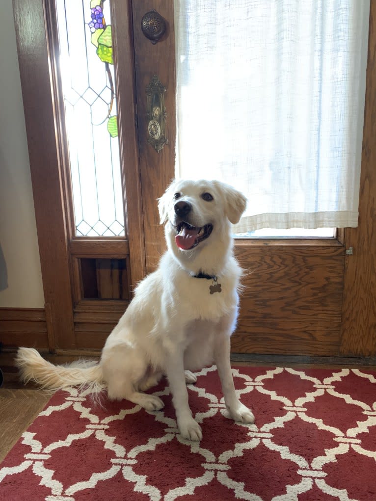 Falkor, an Australian Shepherd and Border Collie mix tested with EmbarkVet.com