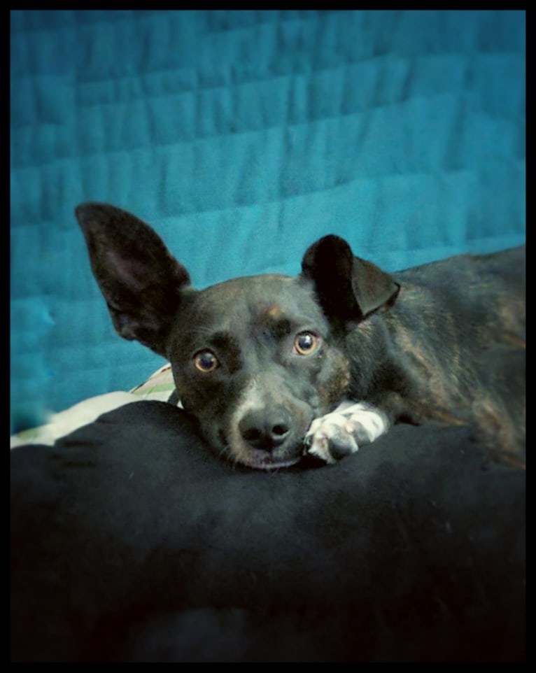 Coconut, a Chihuahua and Staffordshire Terrier mix tested with EmbarkVet.com