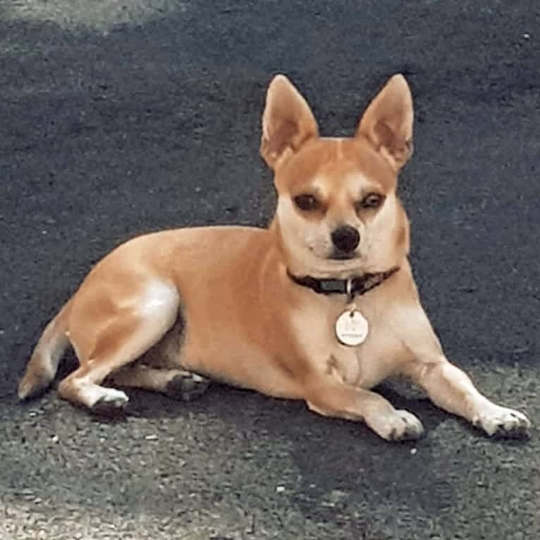 JOE, a Chihuahua and Yorkshire Terrier mix tested with EmbarkVet.com