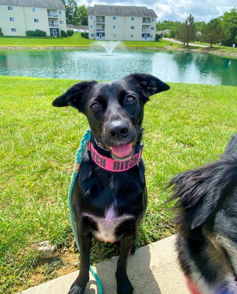 Nala, a Border Collie and American Pit Bull Terrier mix tested with EmbarkVet.com