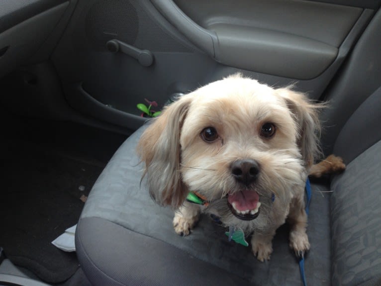 Roscoe, a Rat Terrier and Lhasa Apso mix tested with EmbarkVet.com