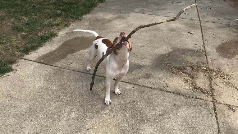 Prince, an American Pit Bull Terrier tested with EmbarkVet.com