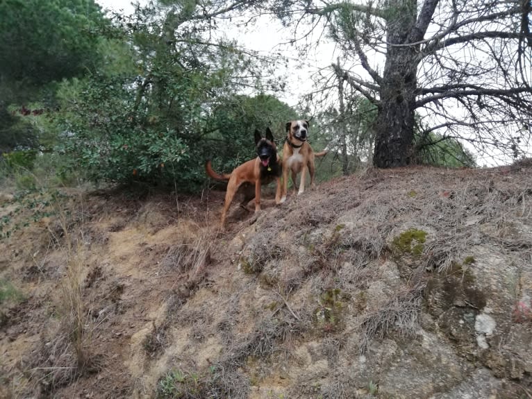 Kylar (PsychoKiller d'Hélitesport), a Belgian Shepherd tested with EmbarkVet.com
