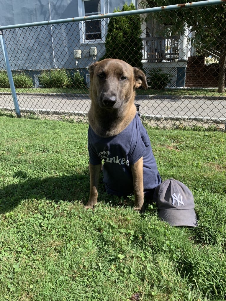 Gracie, an American Pit Bull Terrier and Labrador Retriever mix tested with EmbarkVet.com