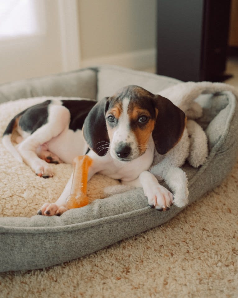 Carl, a Treeing Walker Coonhound tested with EmbarkVet.com