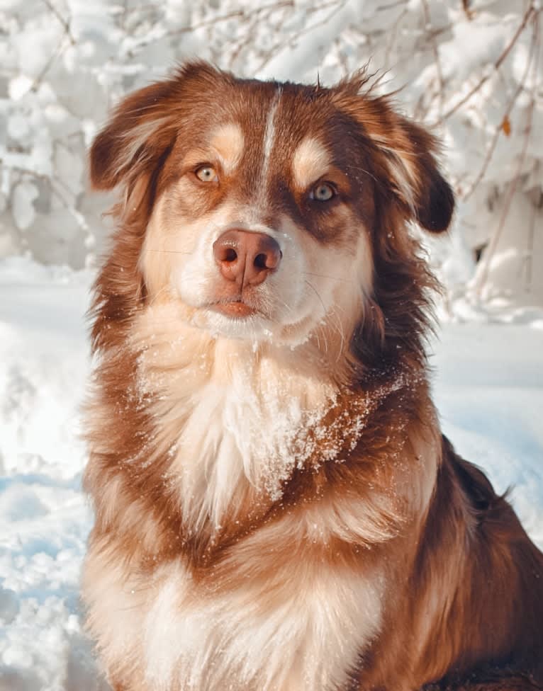 Farley, an Australian Shepherd tested with EmbarkVet.com