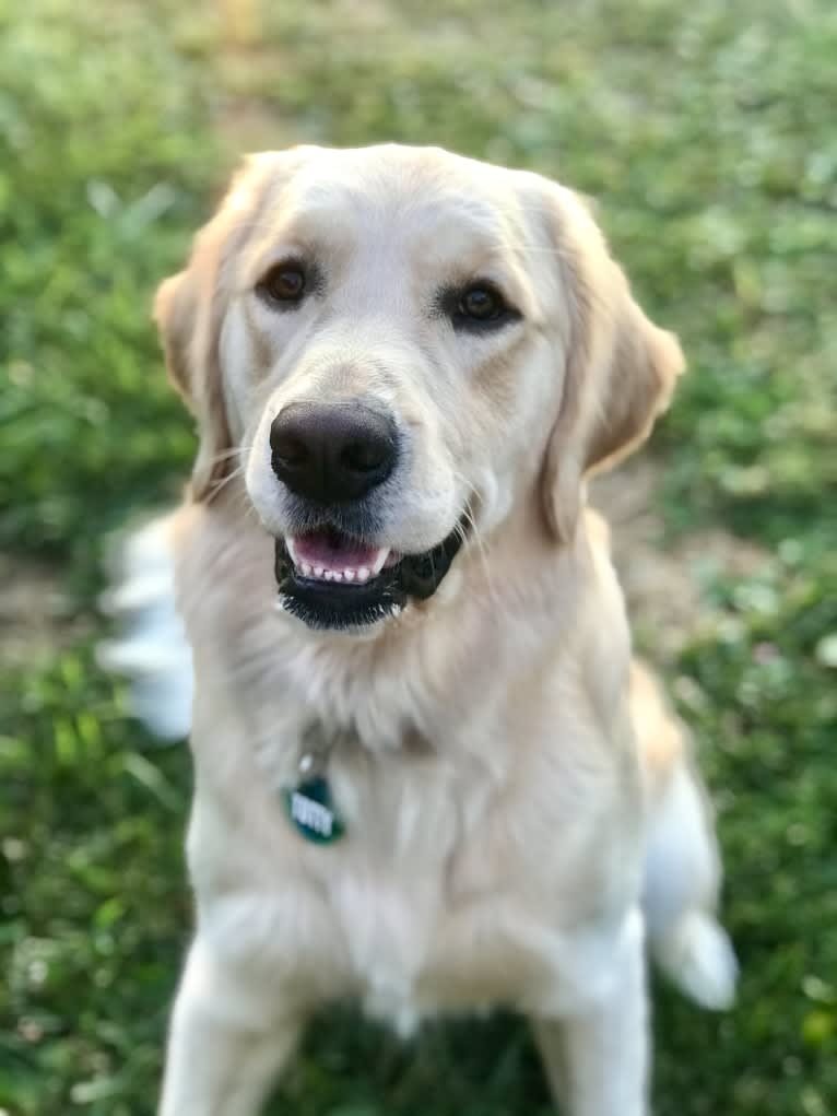 Totty, a Golden Retriever tested with EmbarkVet.com