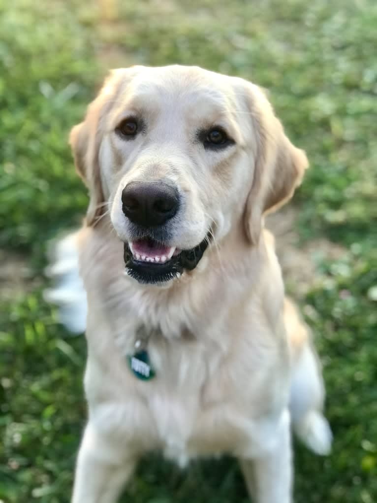 Totty, a Golden Retriever tested with EmbarkVet.com