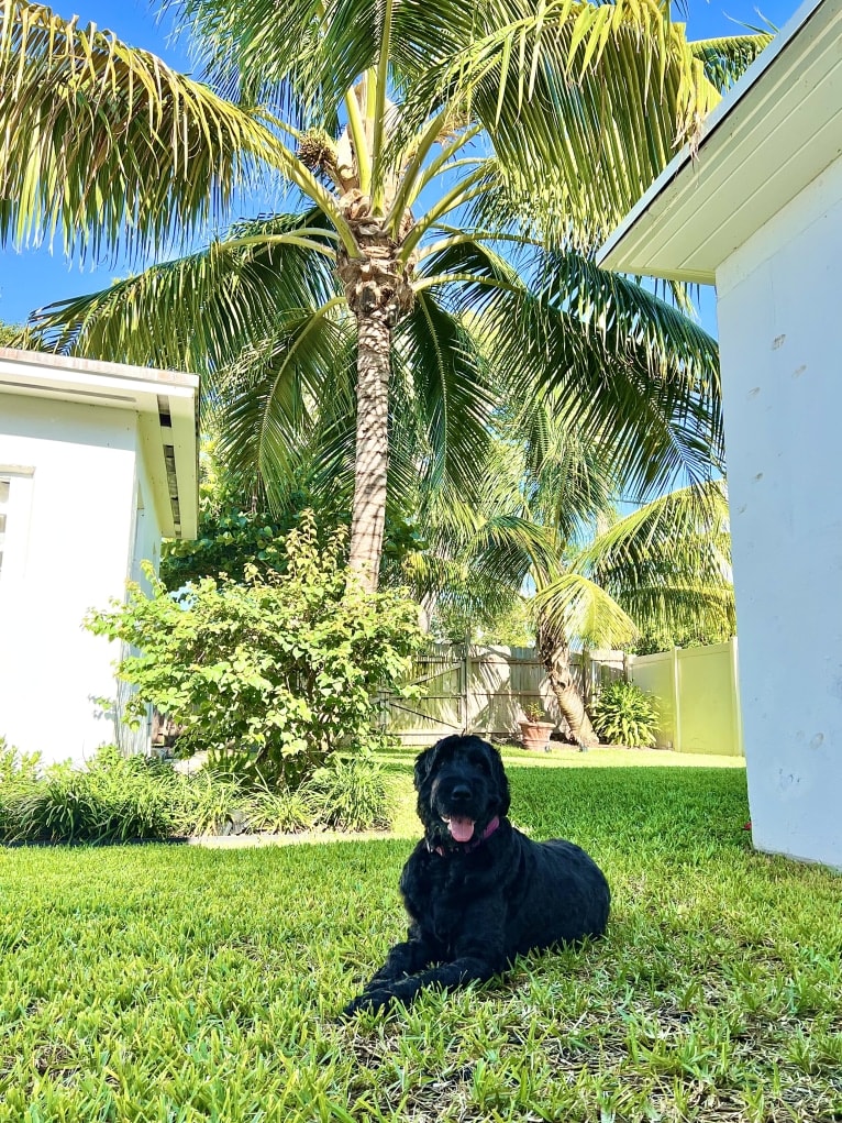 Jinx, a Black Russian Terrier tested with EmbarkVet.com