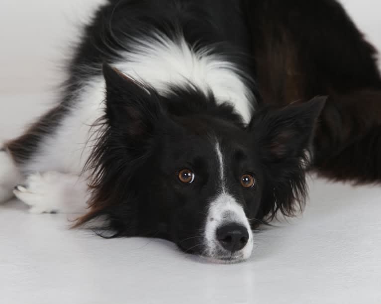 Riley, a Border Collie and German Shepherd Dog mix tested with EmbarkVet.com