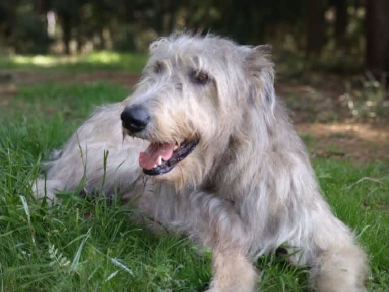 Mouton, an Irish Wolfhound tested with EmbarkVet.com