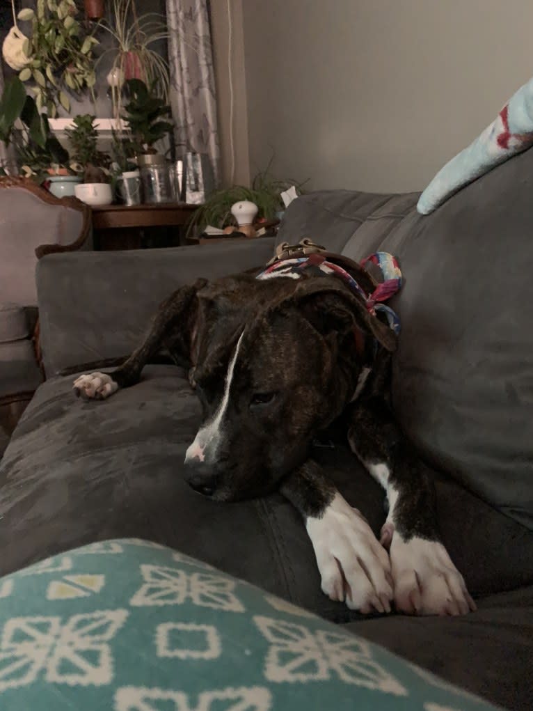 Chidi Buddy, an American Bully tested with EmbarkVet.com