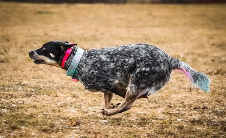 Millie AKA The Masked Millie, an Australian Cattle Dog tested with EmbarkVet.com