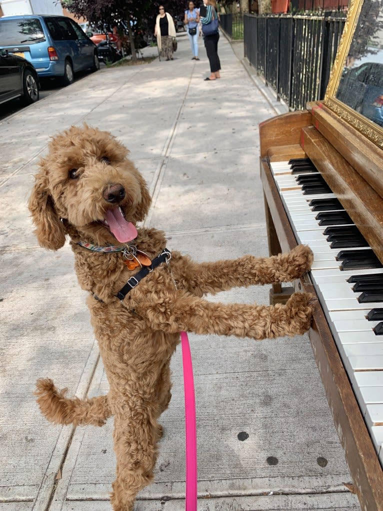 Rosie, a Goldendoodle tested with EmbarkVet.com