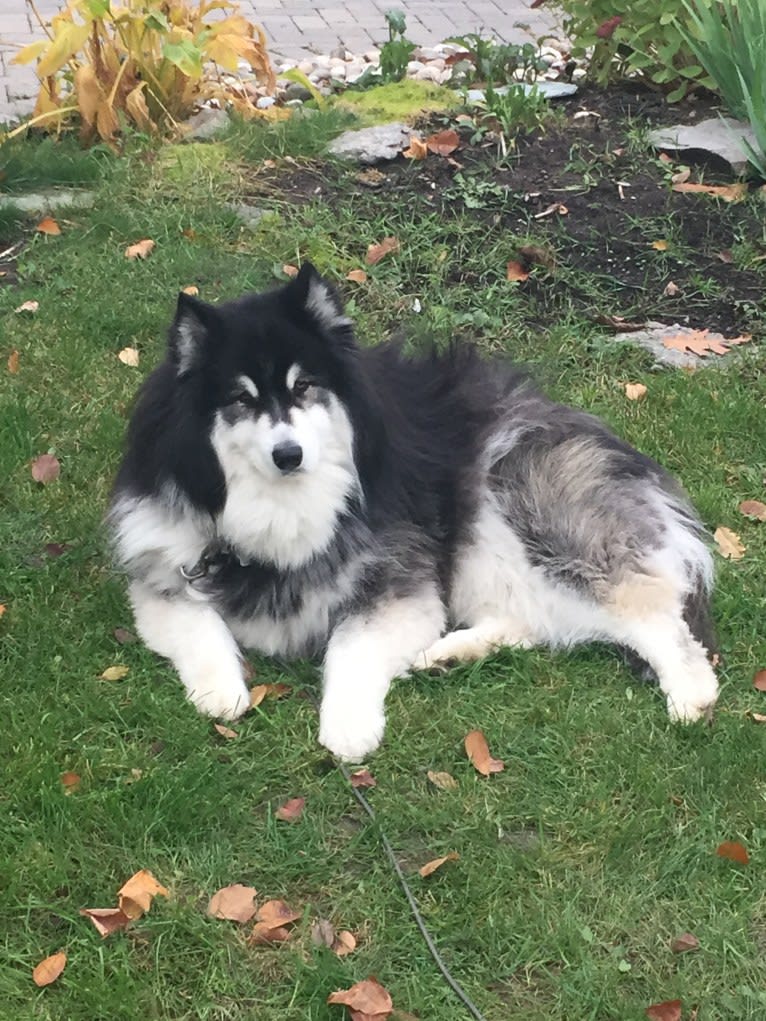 Nuvik, a Siberian Husky and Samoyed mix tested with EmbarkVet.com