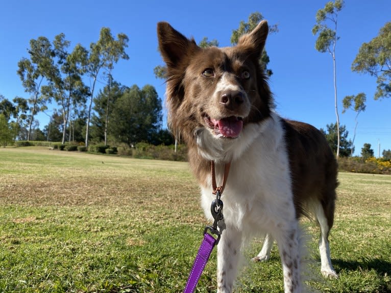 Ruthie, an European Village Dog tested with EmbarkVet.com