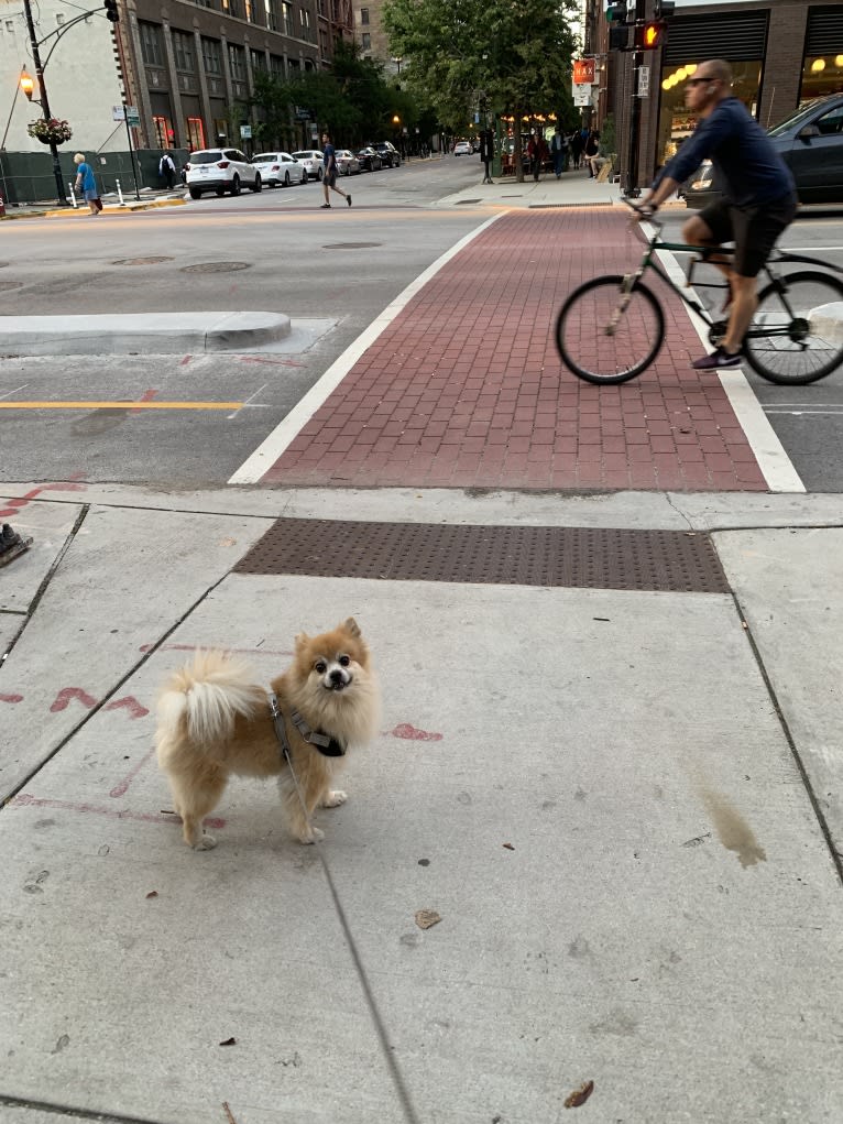 Rusty, a Pomeranian tested with EmbarkVet.com