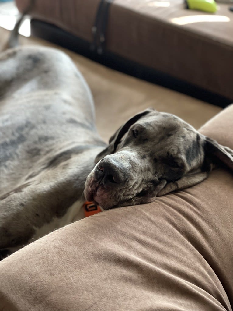 Blue, a Great Dane tested with EmbarkVet.com