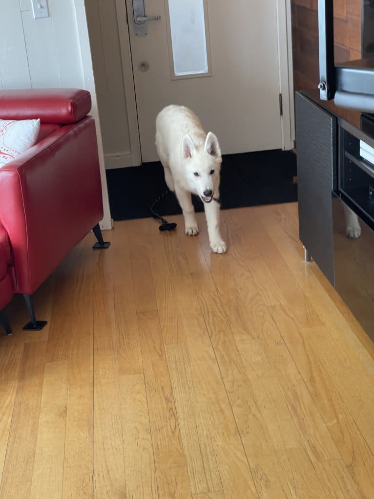 Koda a dog tested with EmbarkVet.com