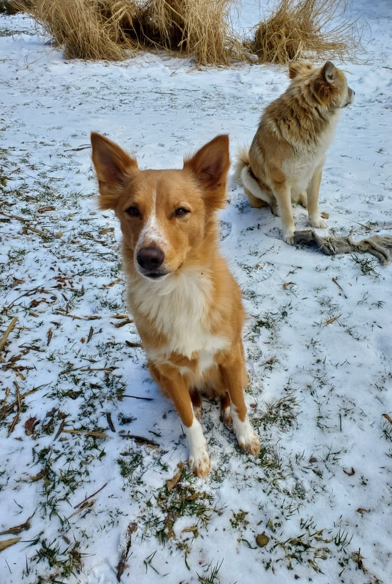 Antosha, an Arabian Village Dog tested with EmbarkVet.com