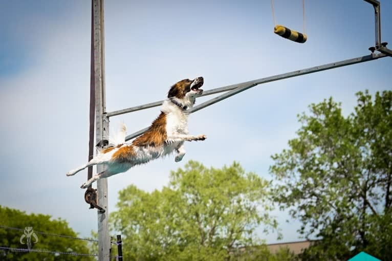 Bender, a Whippet and Border Collie mix tested with EmbarkVet.com