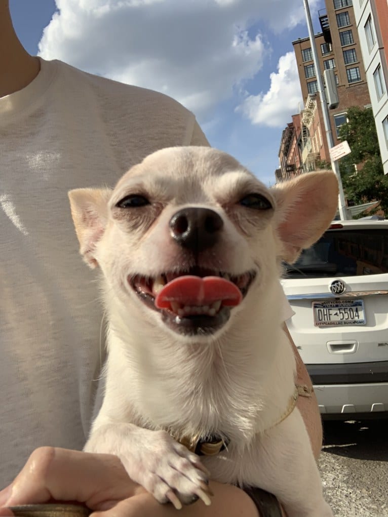 Lana del Bae, a Chihuahua tested with EmbarkVet.com