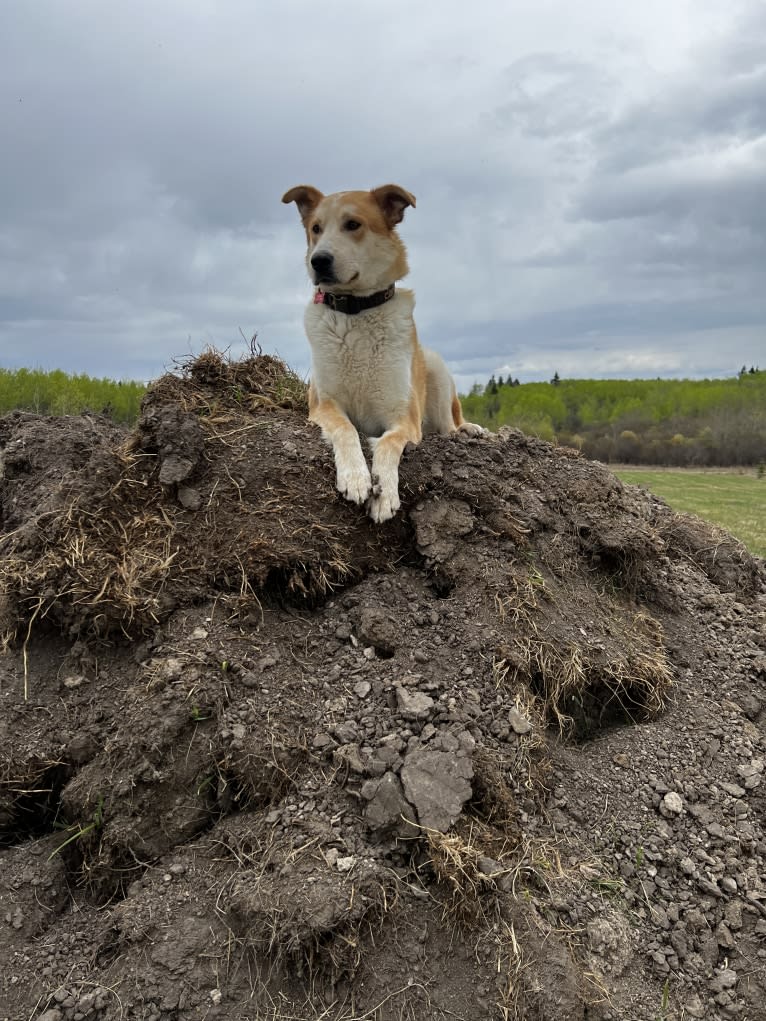 Frank, an Australian Cattle Dog and German Shepherd Dog mix tested with EmbarkVet.com