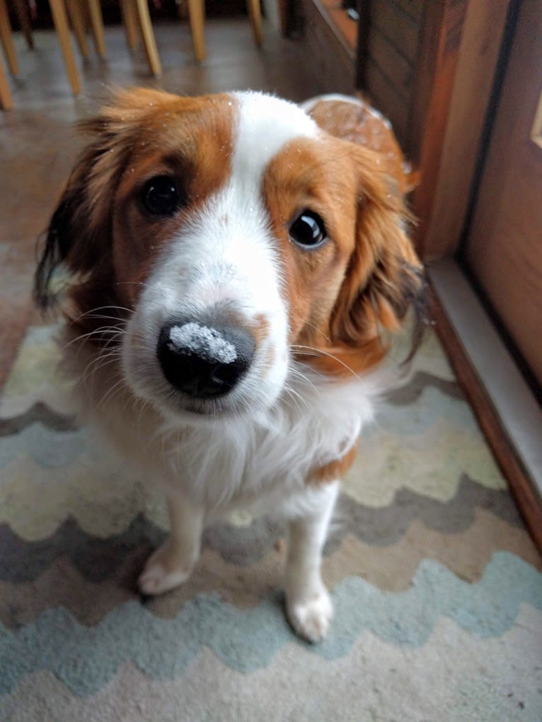 Bean, a Nederlandse Kooikerhondje tested with EmbarkVet.com