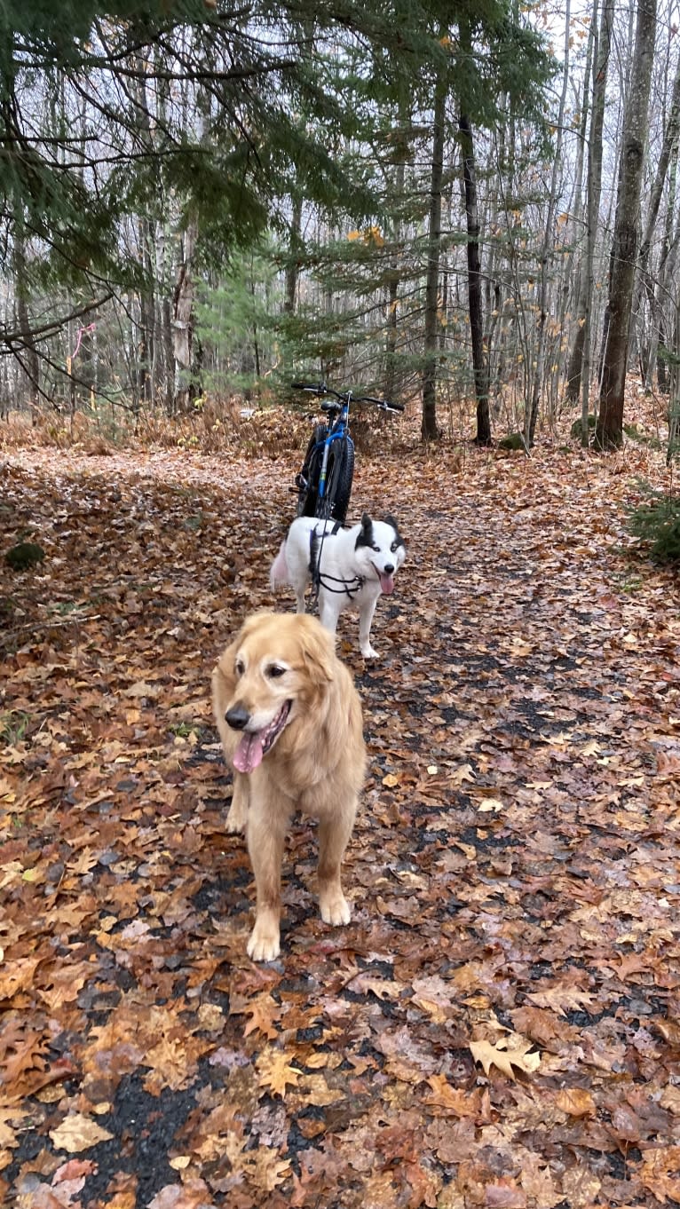 Timber “Gross Manor’s I’ll Be The One You Won’t Forget”, a Golden Retriever tested with EmbarkVet.com