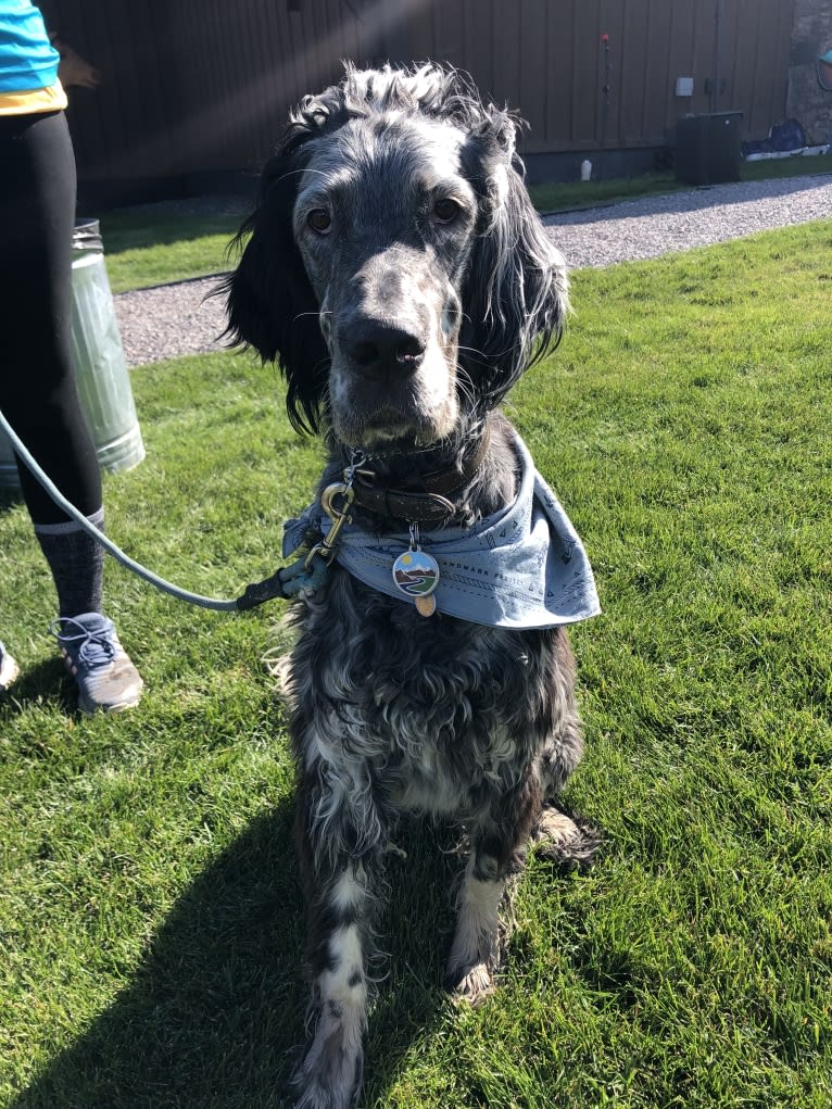 Riker, an English Setter tested with EmbarkVet.com