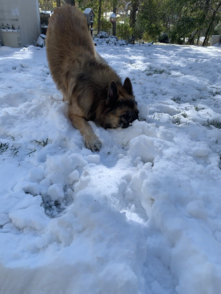 Rhett, a German Shepherd Dog tested with EmbarkVet.com