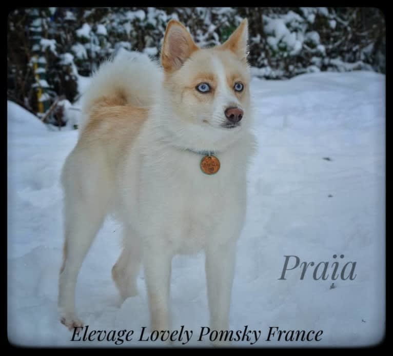 Praïa, a Pomsky tested with EmbarkVet.com