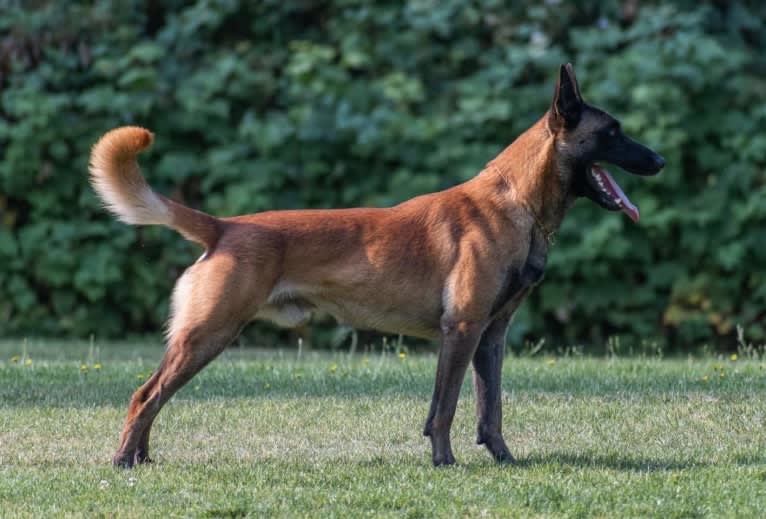 Pico, a Belgian Shepherd tested with EmbarkVet.com