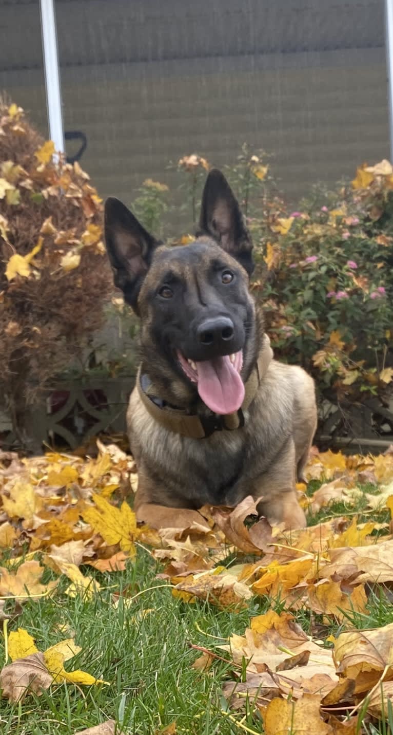 Linus, a Belgian Shepherd tested with EmbarkVet.com