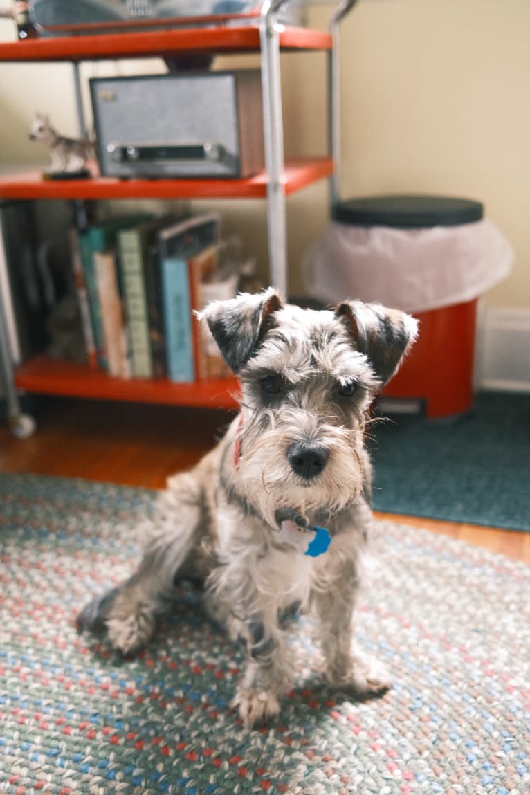 Adelaide, a Miniature Schnauzer and Boston Terrier mix tested with EmbarkVet.com