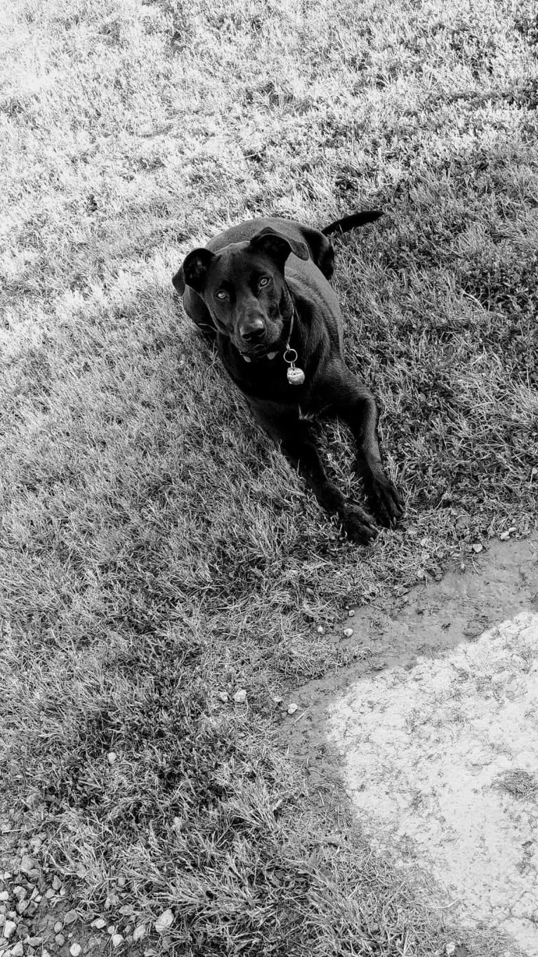 Tuff Justice Stanhope, a German Shepherd Dog and Australian Cattle Dog mix tested with EmbarkVet.com