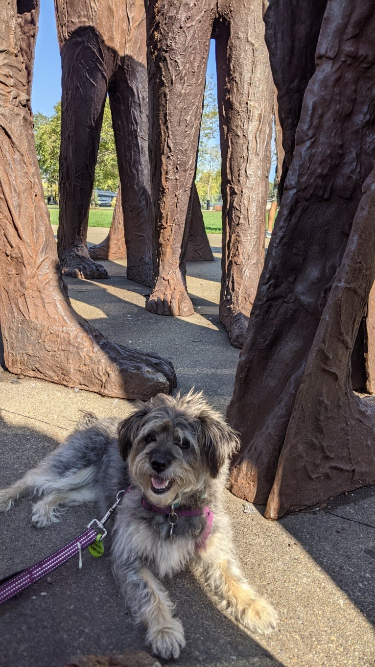 Addison, a Chinese Village Dog and Pekingese mix tested with EmbarkVet.com