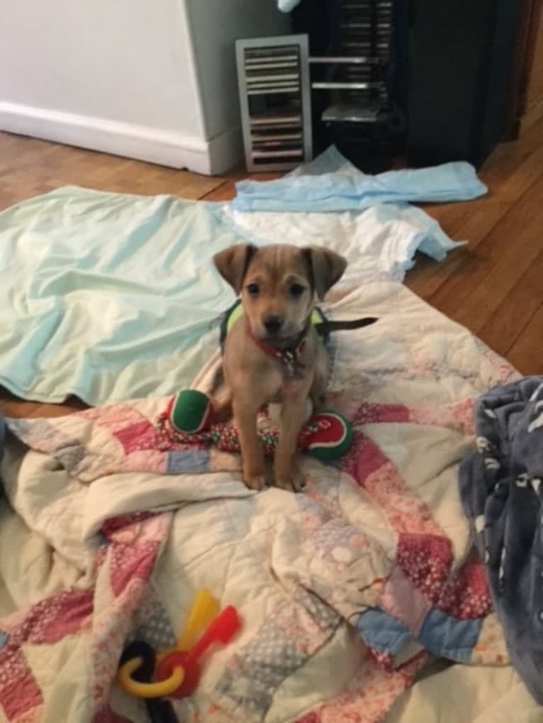 Pretzel, a Beagle and Golden Retriever mix tested with EmbarkVet.com