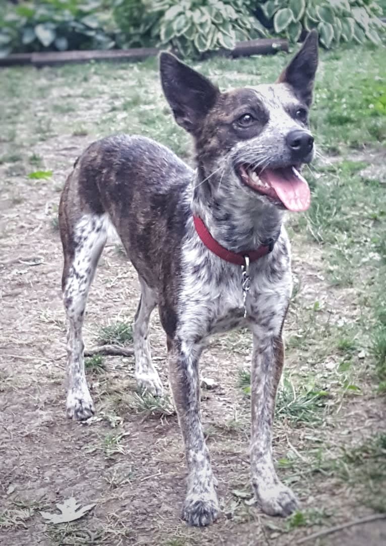 Banshee Boo, an Australian Cattle Dog and American Pit Bull Terrier mix tested with EmbarkVet.com