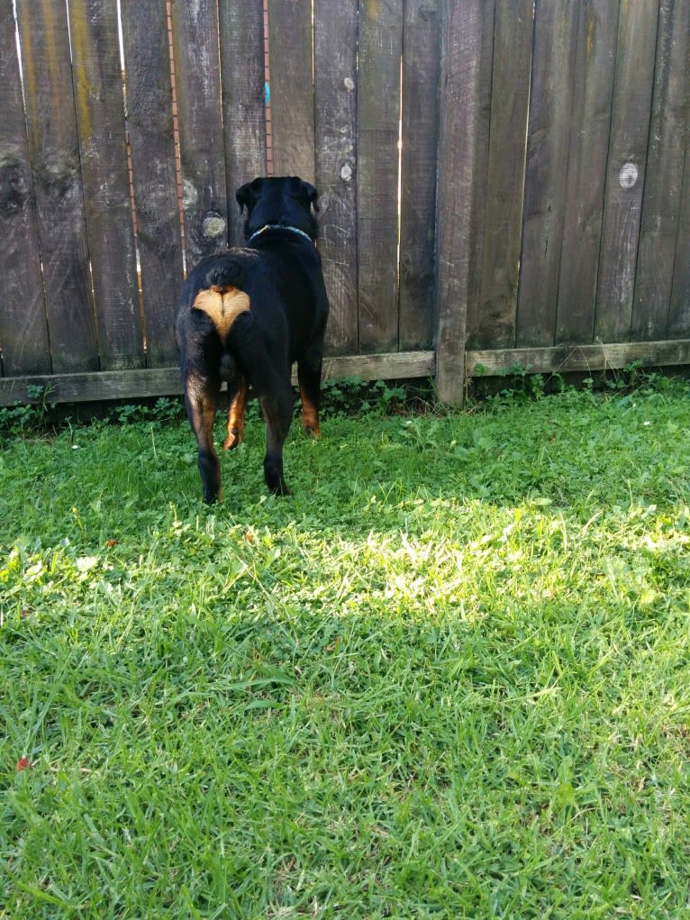 Marlo, a Rottweiler tested with EmbarkVet.com