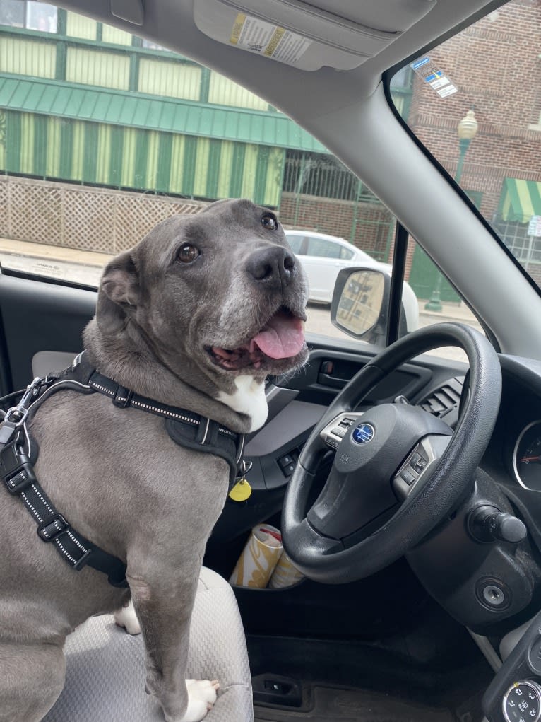 Nola, an American Pit Bull Terrier tested with EmbarkVet.com