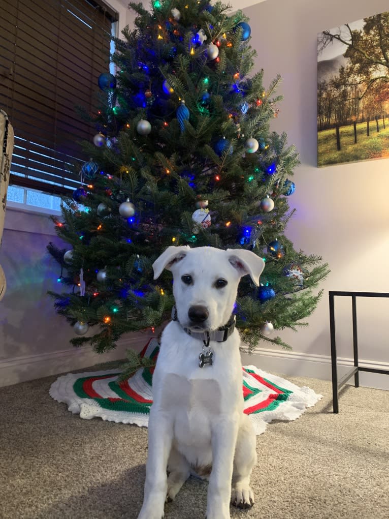 Colt, a Siberian Husky and American Bulldog mix tested with EmbarkVet.com