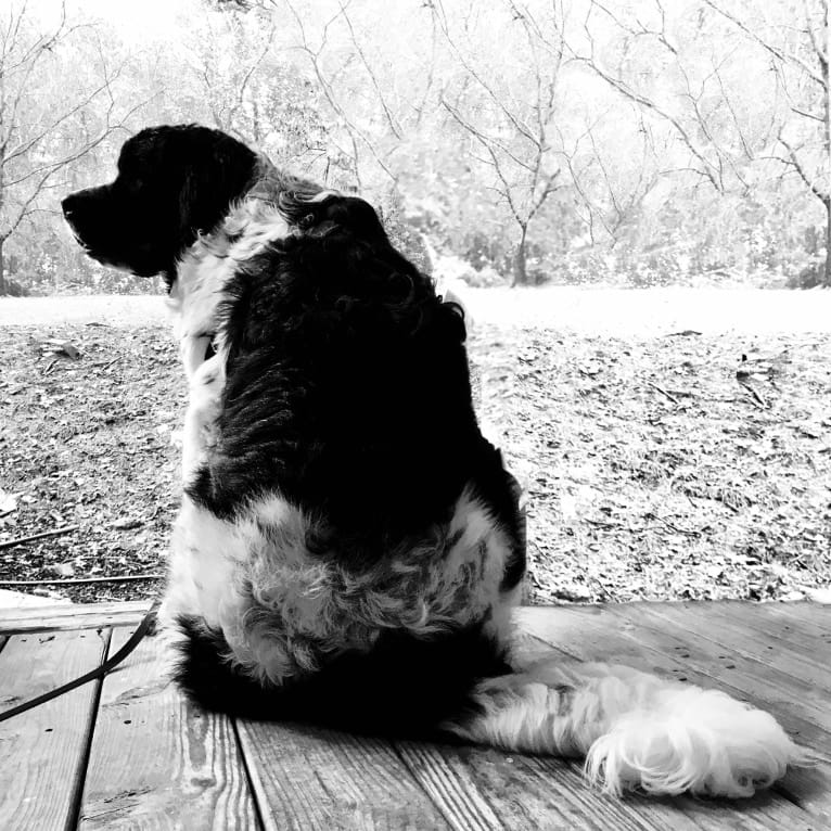 Huey, a Newfoundland tested with EmbarkVet.com