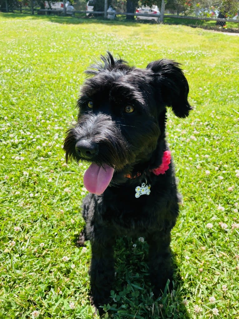 Taleeta, a Miniature Schnauzer and Weimaraner mix tested with EmbarkVet.com