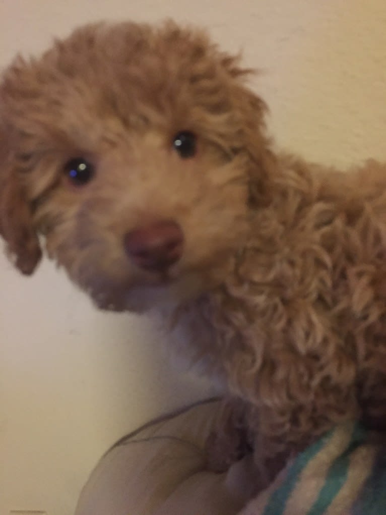 Buster, a Poodle (Small) tested with EmbarkVet.com