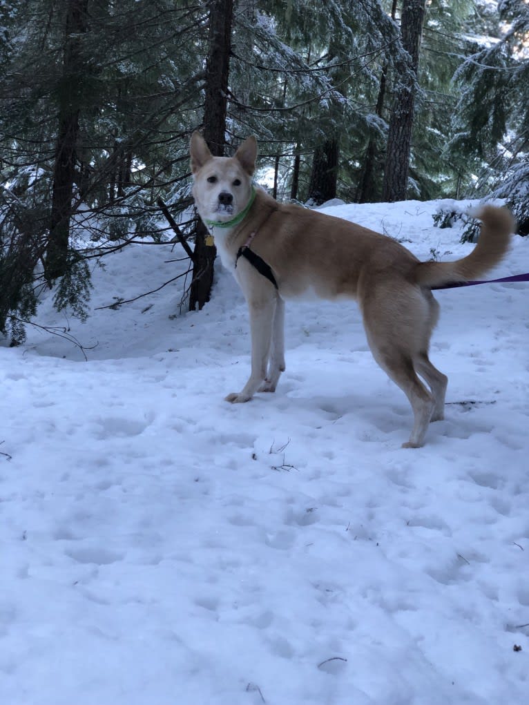 Koda, an American Pit Bull Terrier and Alaskan Malamute mix tested with EmbarkVet.com