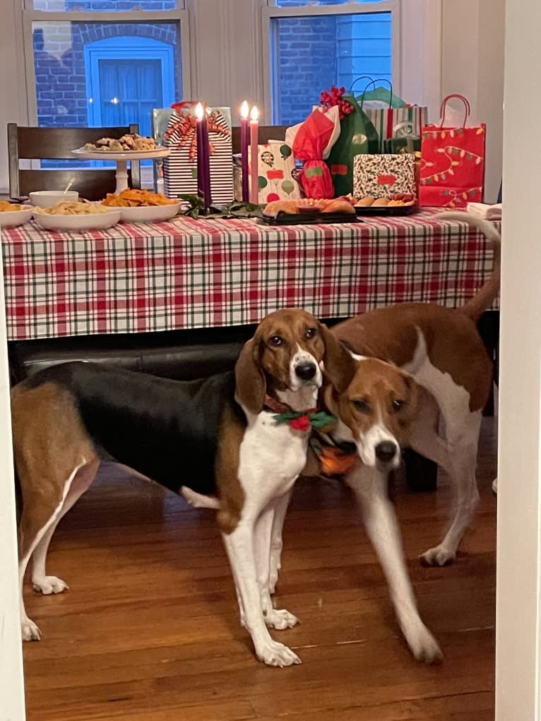 Roxy, a Treeing Walker Coonhound tested with EmbarkVet.com