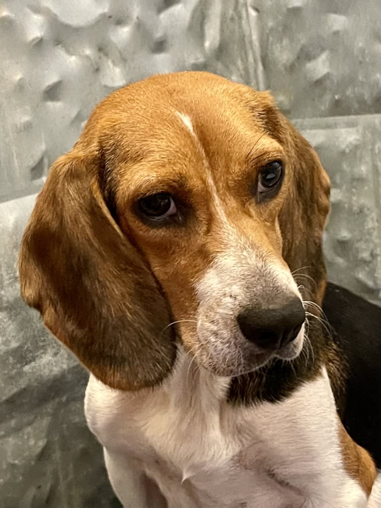 Molly, a Beagle tested with EmbarkVet.com